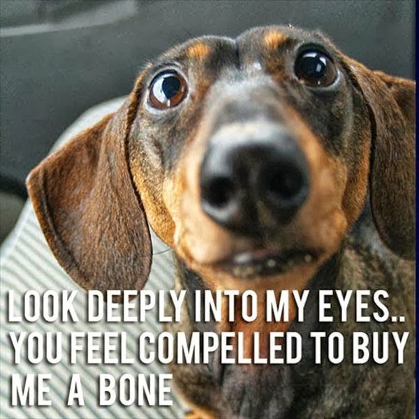 funny-dogs-with-captions-600x600.jpg