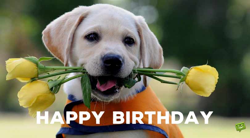 Birthday-message-on-cute-picture-of-dog-3.jpg