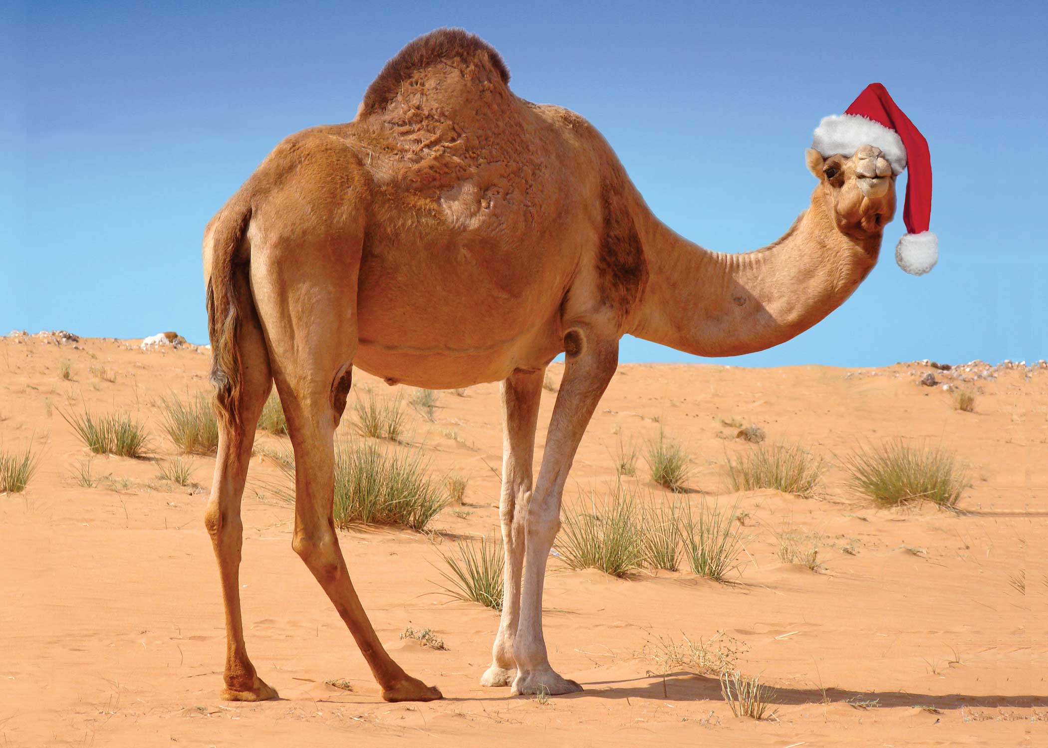 xmas_camel.jpg