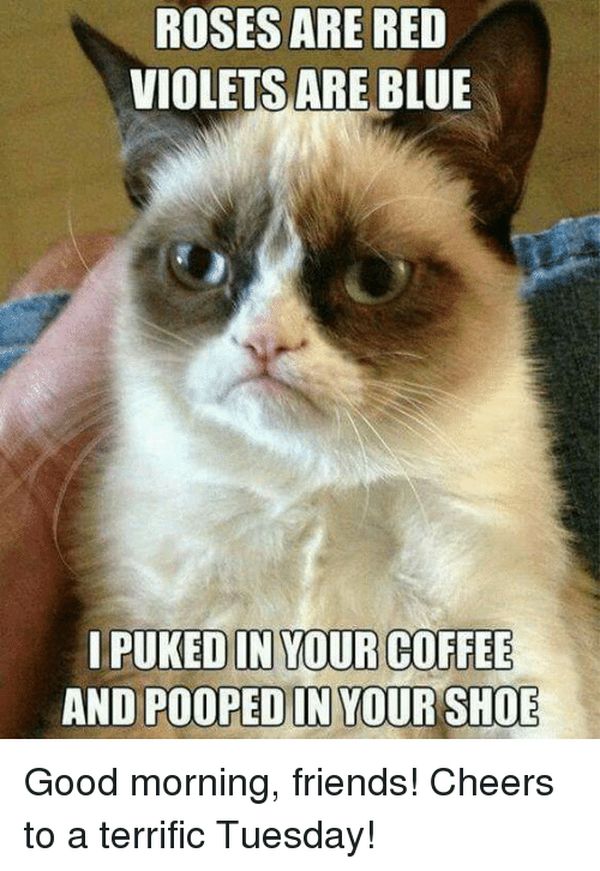 cool-terrific-tuesday-meme.jpg