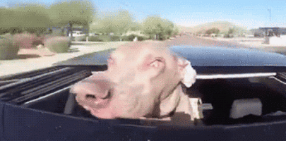 713babf90a33acfd51ef811c14f71b4f.gif