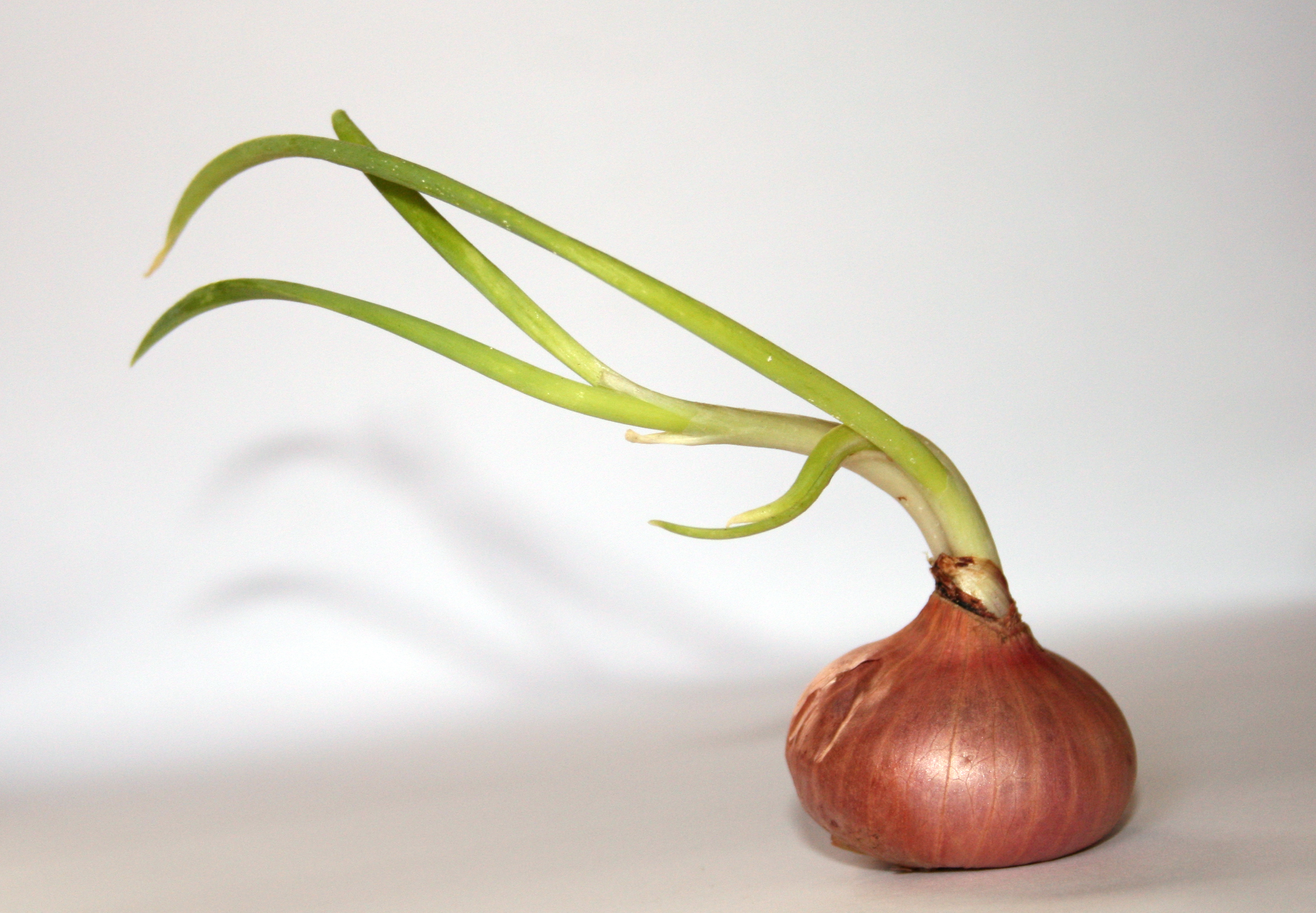 Onion_whitebackground.jpg