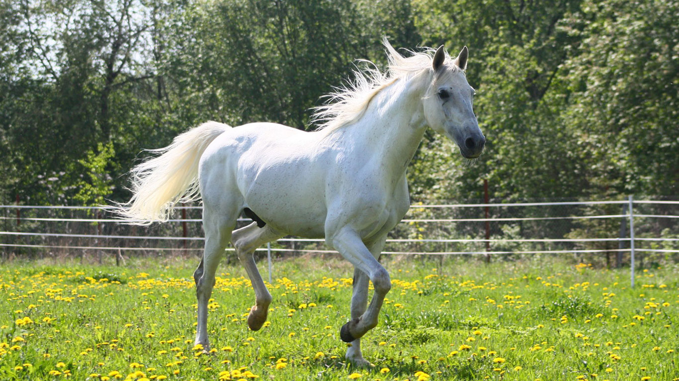 white-horse-wallpaper-1366x768.jpg