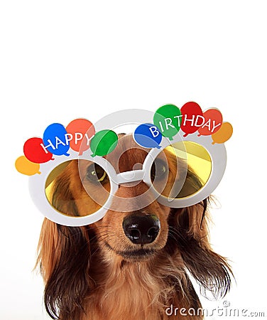 happy-birthday-dachshund-puppy-wearing-glasses-61150575.jpg