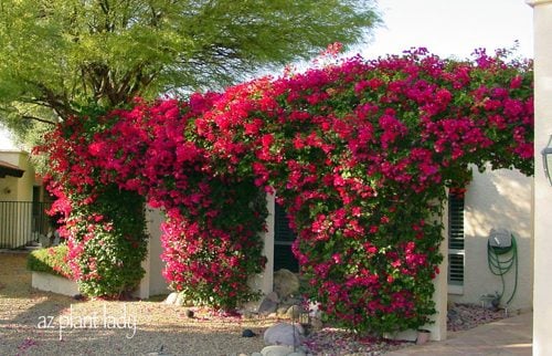 Bougainvillea_arch.jpg