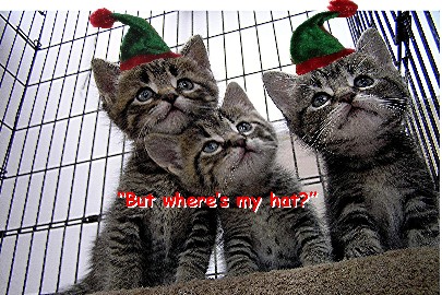 Website_Christmas_Kittens.jpg