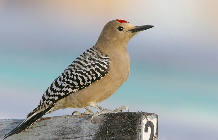 gila_woodpecker_sonoita_az_20070107.jpg