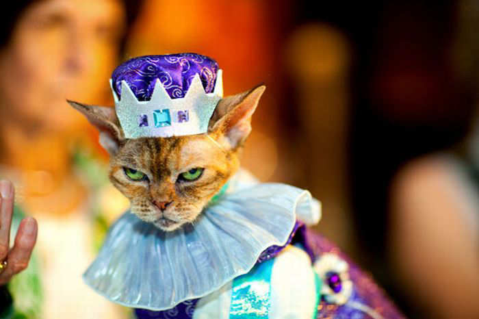 200814,xcitefun-cat-fashion-show-4.jpg