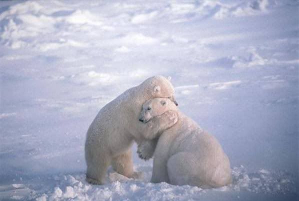 bearhug.jpg