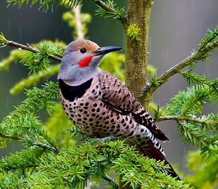 northern_flicker_3.jpg