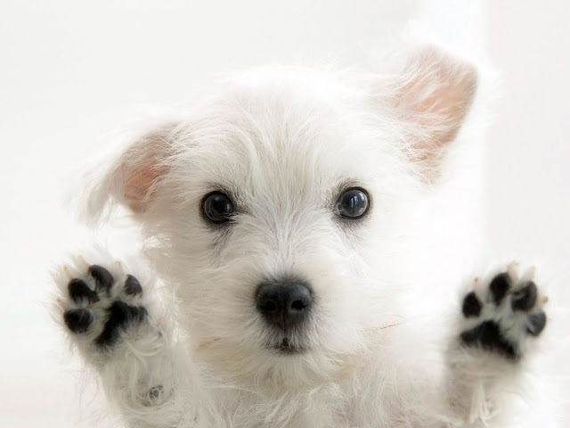 cutest-ever-puppy-dogs-34900367-640-480.jpg
