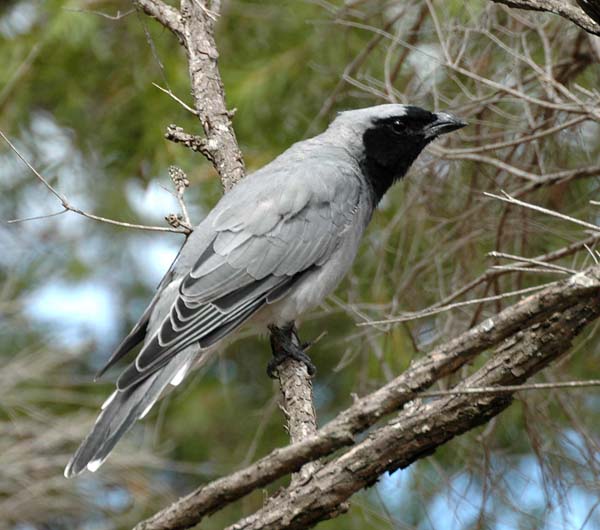 v2_Black-faced_Cuckoo-shrike_1.jpg