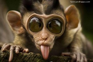 Funny-monkey-sticks-out-his-tongue-300x200.jpg