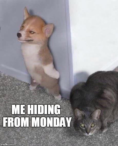 me-hiding-from-Monday.-Funny-Monday-meme-with-cute-animals.jpg