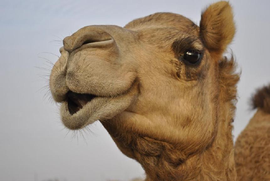 860_Camel_PB.jpg