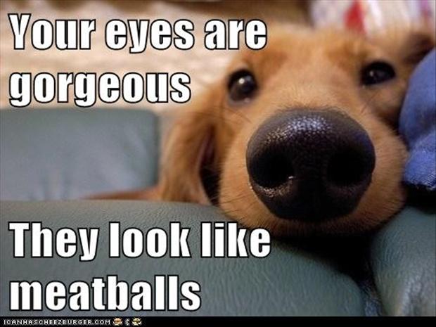 beautiful-eyes-funny-dogs1.jpg