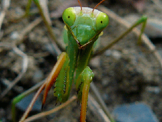 praying-mantis-web.gif