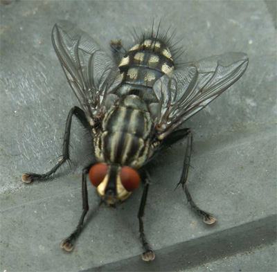 grey-flesh-fly.jpg