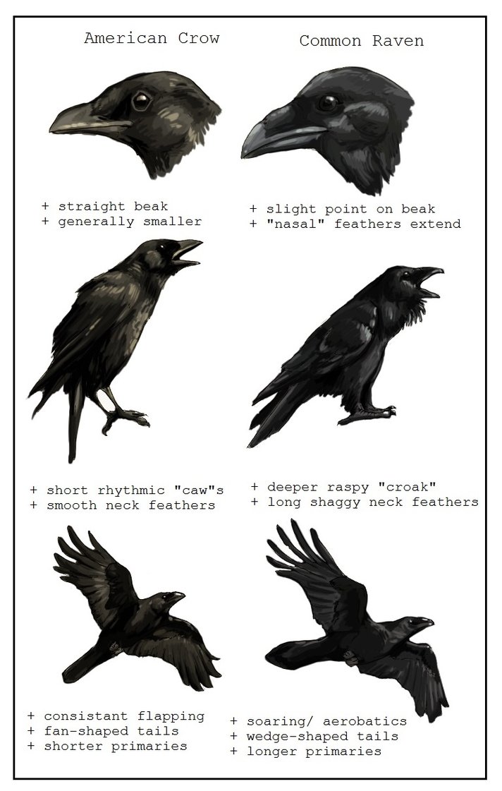 wpid-crow_vs_raven_by_paso-d629hhj.jpg