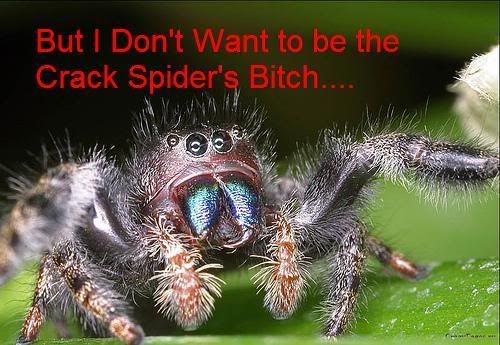 crackspider.jpg