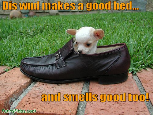 funny-dog-smells-good-too.jpg