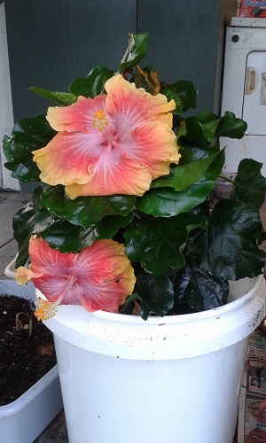 hibiscus.jpg