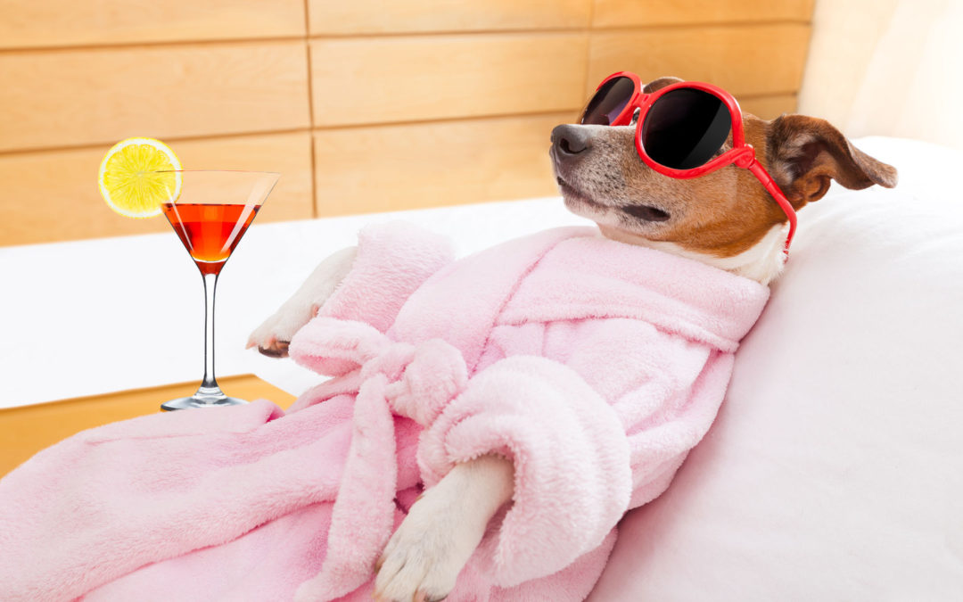 spa-dog-1080x675.jpg