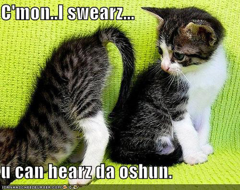 funny-pictures-kittens-butt-hear-ocean.jpg