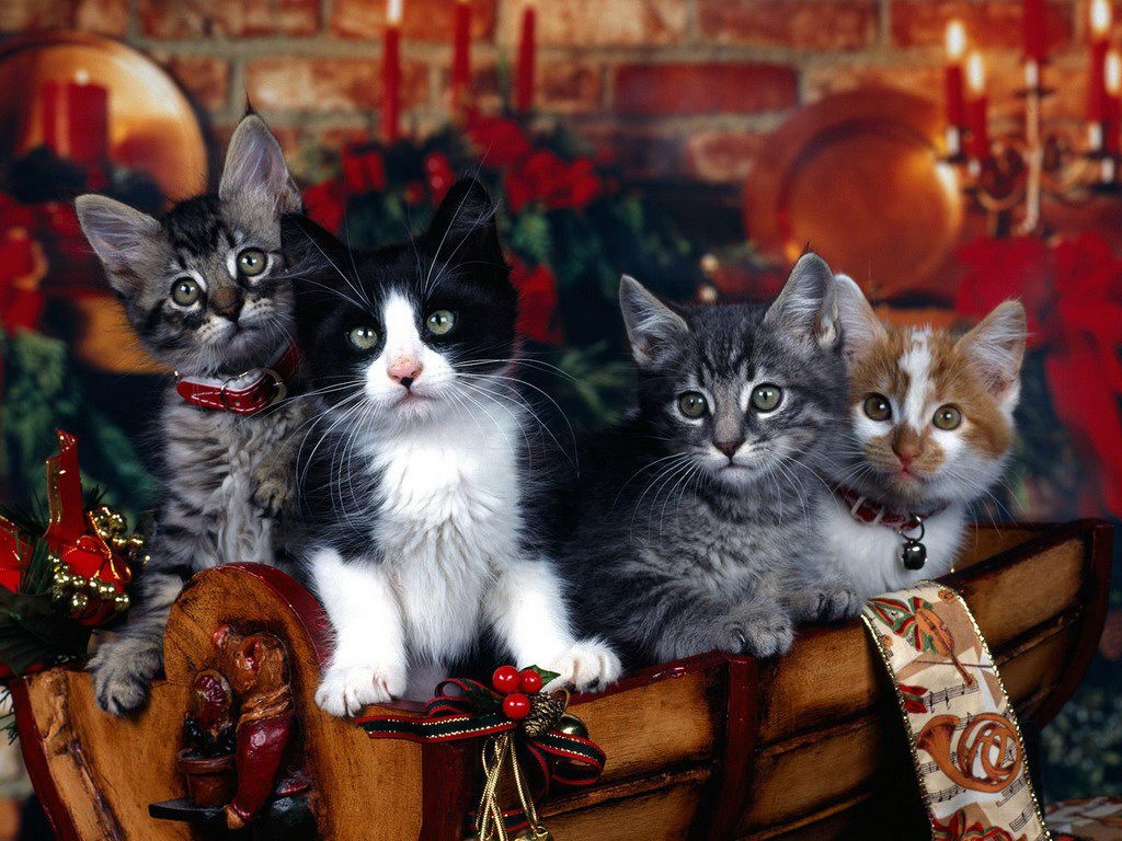christmas-kittens.jpg