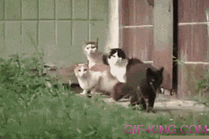 gif-king-56e223bf839b6f739b80cfb1ca3e455a.gif