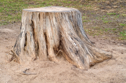 stump1.jpg