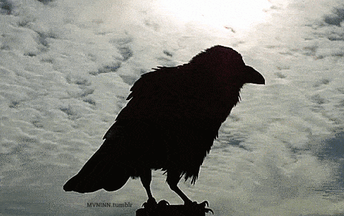 b18fc5aee71d292dab1dbe2fc4577704.gif
