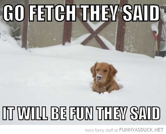 funny-go-fetch-dog-stuck-snow-fun-pics.jpg