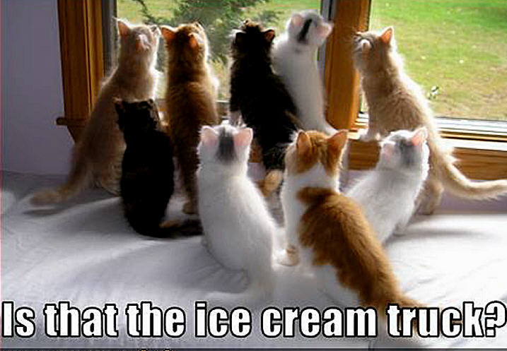 cat-funny-animal-humor-20043044-717-497.jpg