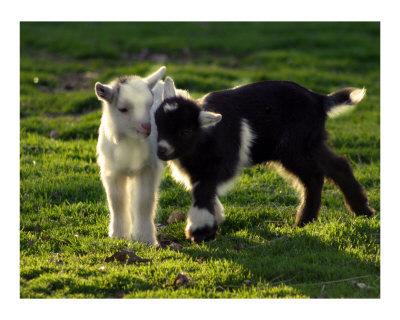 20877_Baby-Goats-at-Play-Poster-C12291920.jpeg