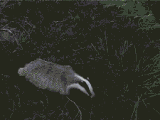 Bq7yz8gBShy5a.gif