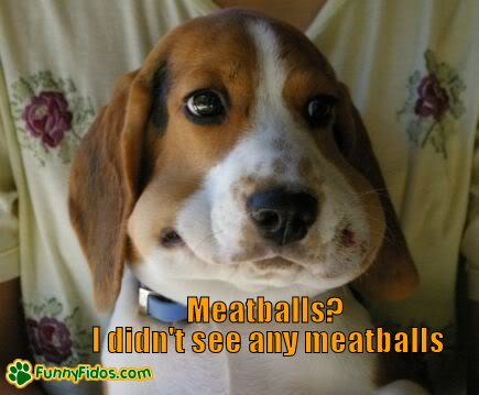 funny-dog-picture-meatballs.jpg