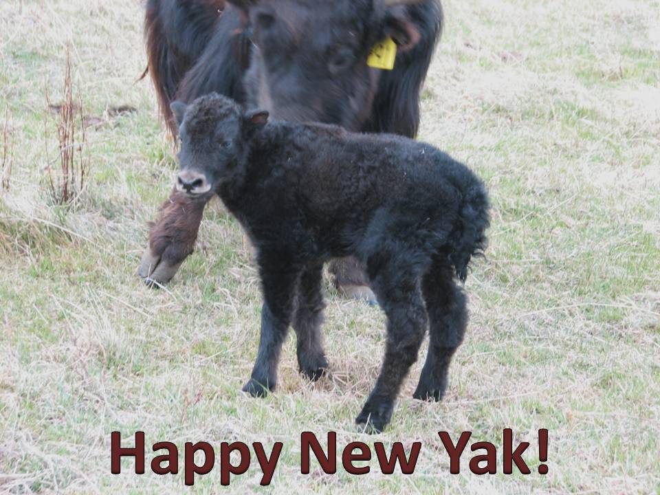 Happy+New+Yak.jpg