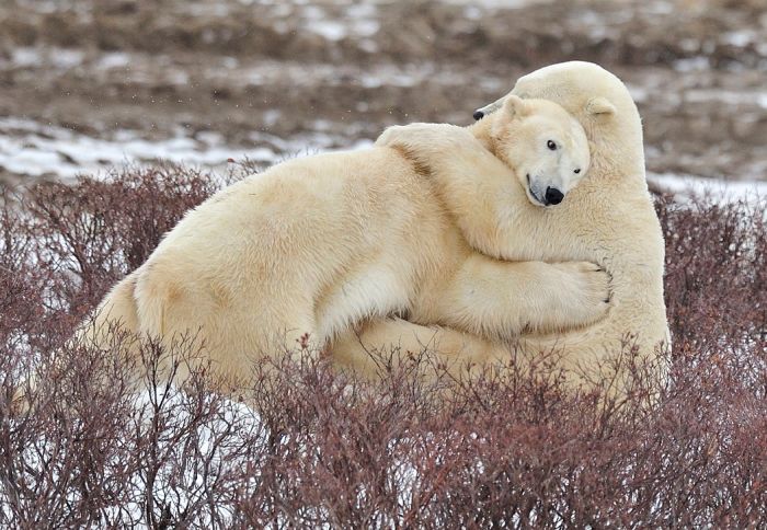 polar-bear-hug.jpg