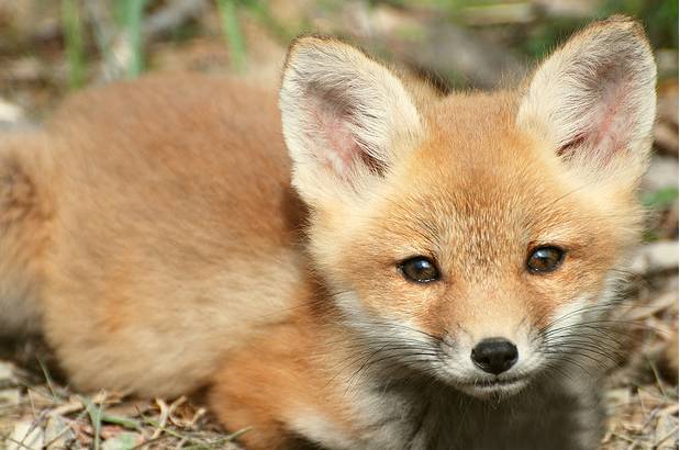 baby-fox-pictures.jpg