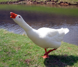 have-a-gander.jpg