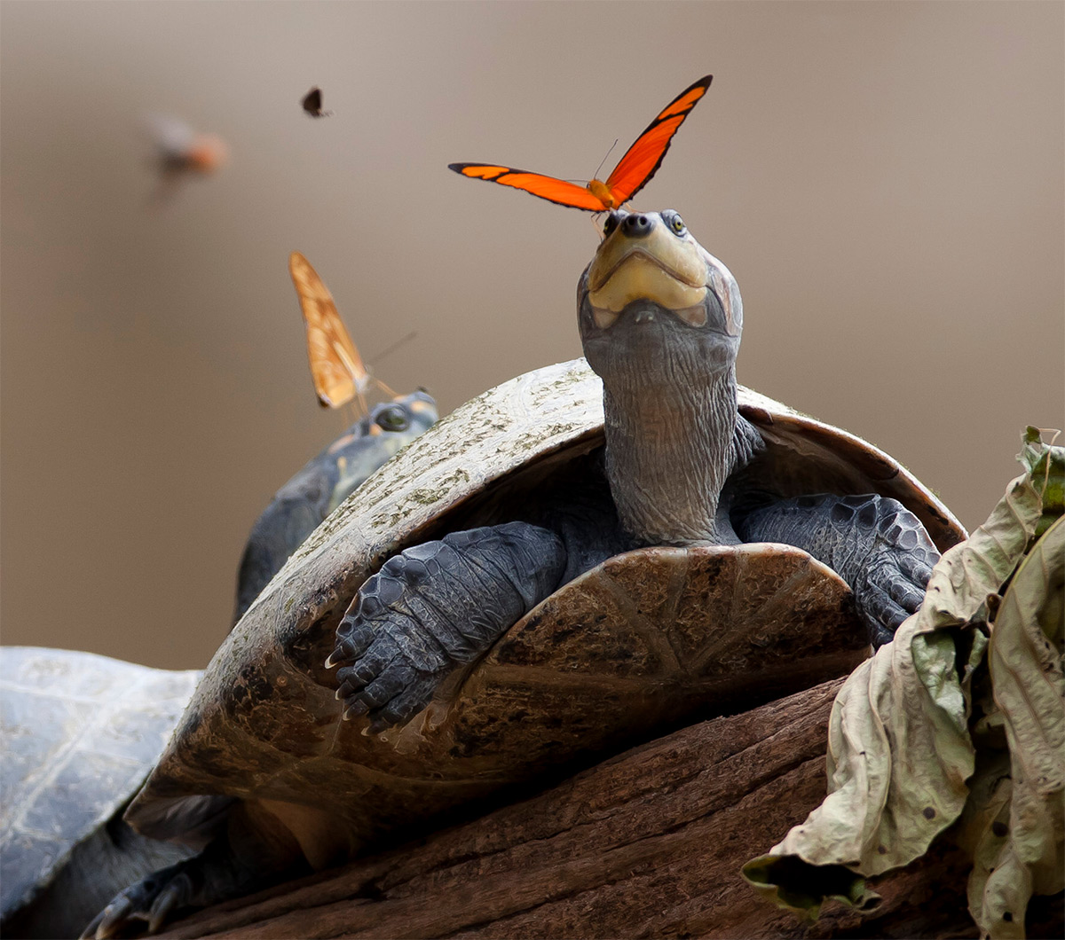 turtles-2.jpg