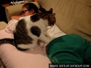 kitty-gives-a-back-massage-o.gif