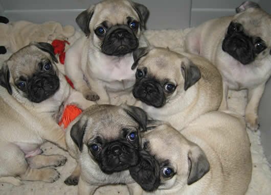 Pug-puppies-12.jpg