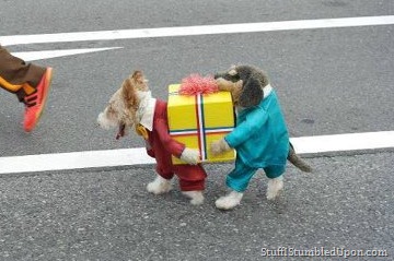 dog-costume-meme-lol-funny-pictures-doggy.jpg