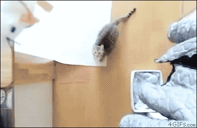 slide_297900_2459593_free.gif
