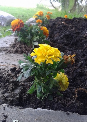 marigolds1.jpg