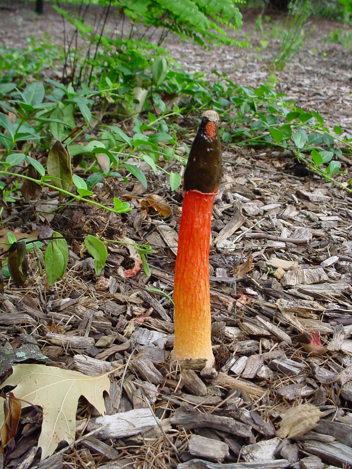 6-24-07-stinkhorn-fungus.jpg