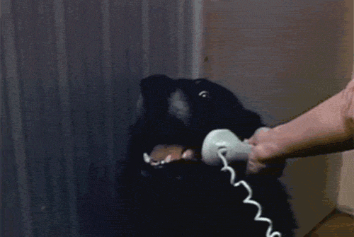 dog.gif