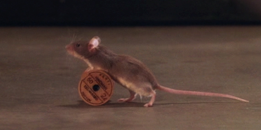Видео где бегает мышка. Мистер Джинглс. Мистер Джинглс из зеленой мили. Мистер Джинглс мышонок. Зеленая миля мышонок.